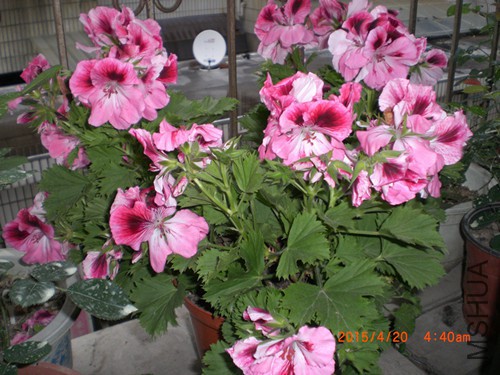 CIMG4679_����.jpg