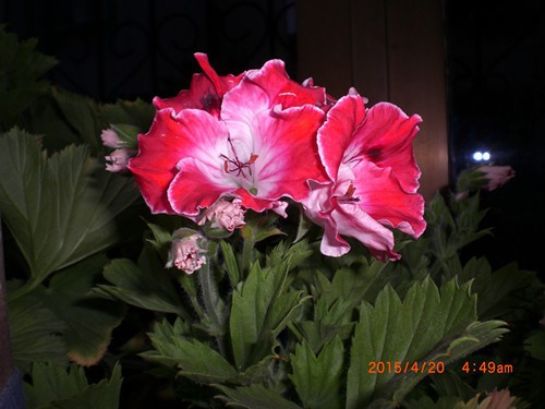 CIMG4705_����.jpg