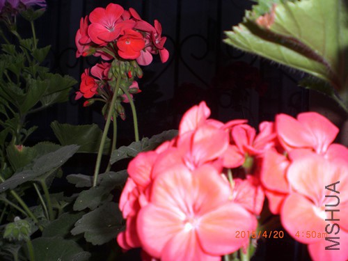 CIMG4707_����.jpg