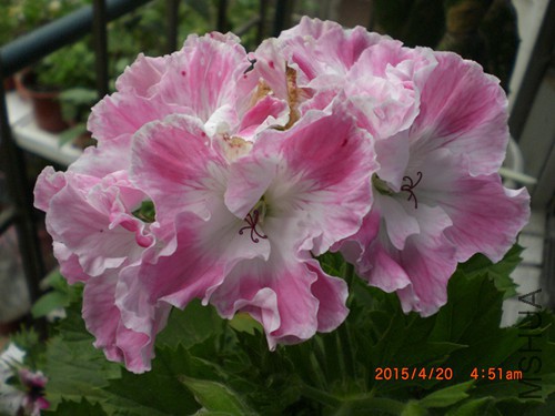 CIMG4708_����.jpg