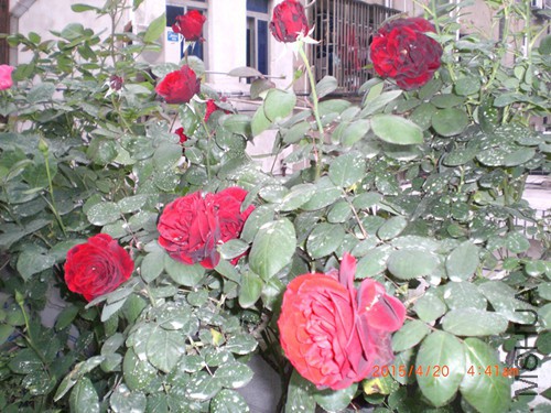 CIMG4680_����.jpg