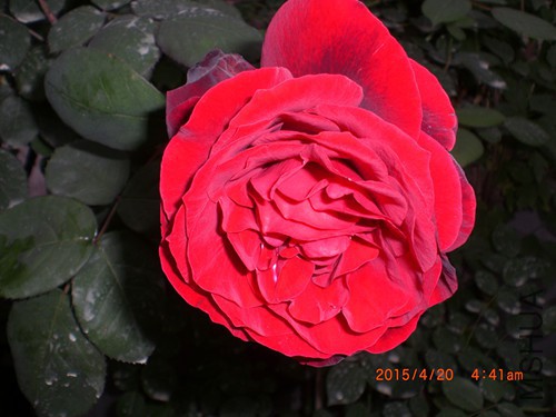 CIMG4681_����.jpg