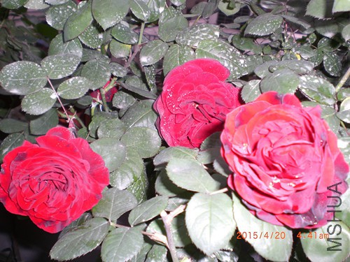 CIMG4682_����.jpg