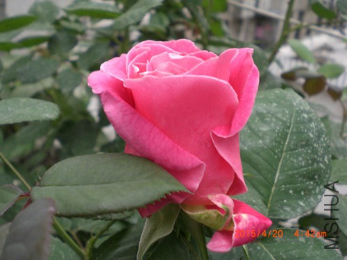 CIMG4684_����.jpg
