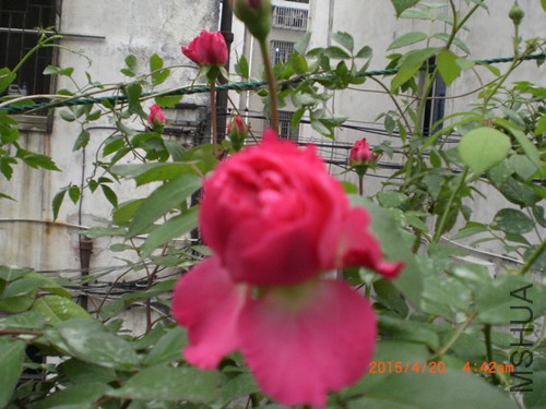 CIMG4685_����.jpg