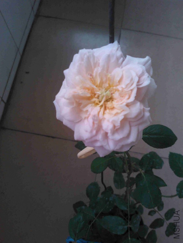 20���糿����