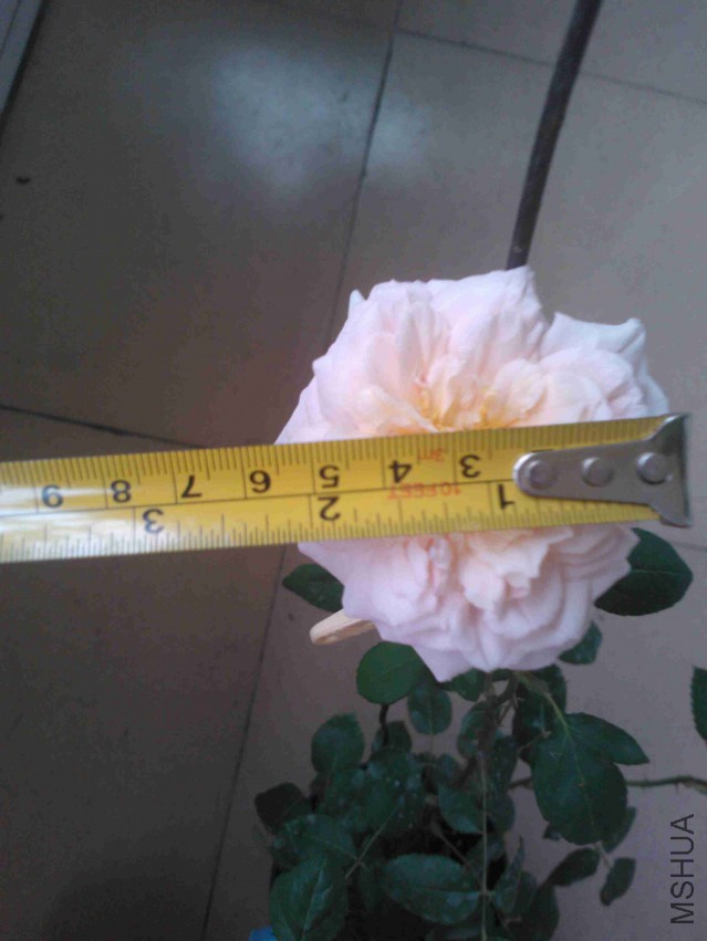 ����ֱ��6CM