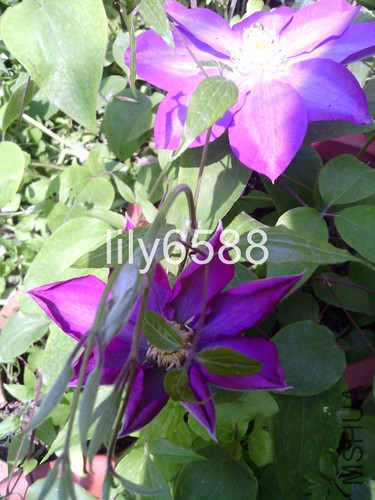 IMG_20150418_103206.jpg