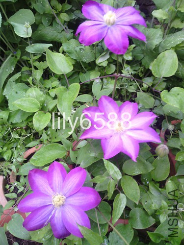 IMG_20150419_105658.jpg