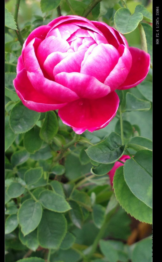 2015-04-22-0474.jpg