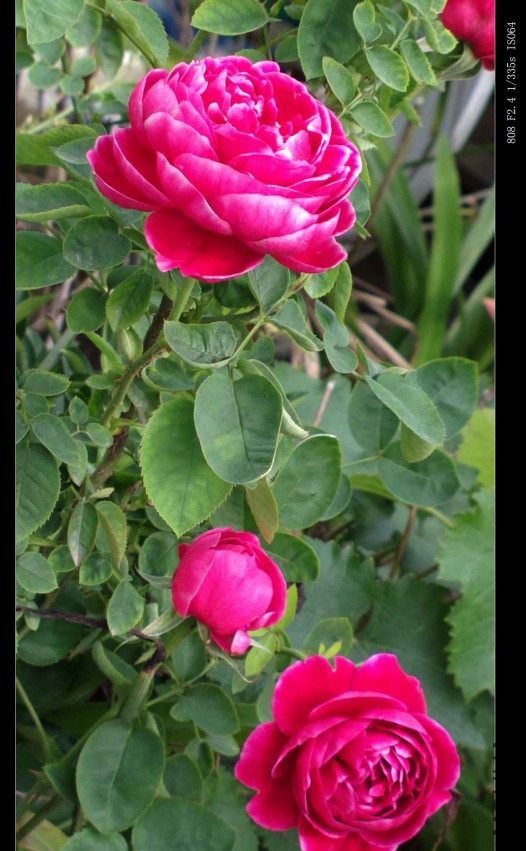 2015-04-23-0637.jpg
