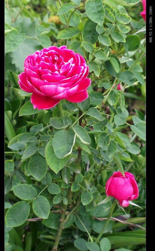 2015-04-23-0657.jpg