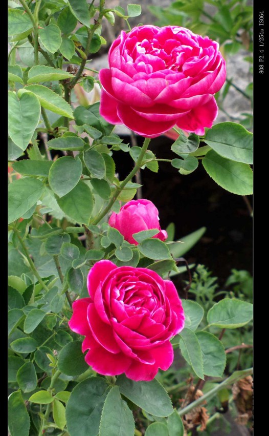 2015-04-23-0660.jpg