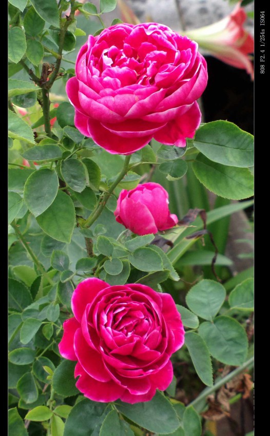 2015-04-23-0669.jpg