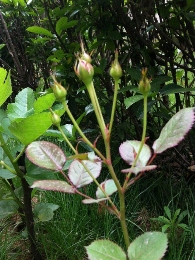 20150423141703.jpg