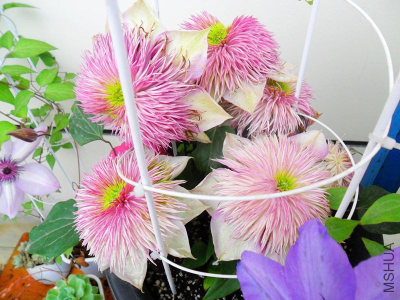 �ʵ� 6��.jpg