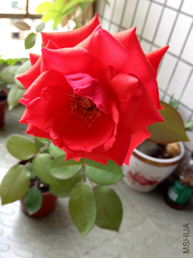 IMG_1259.JPG