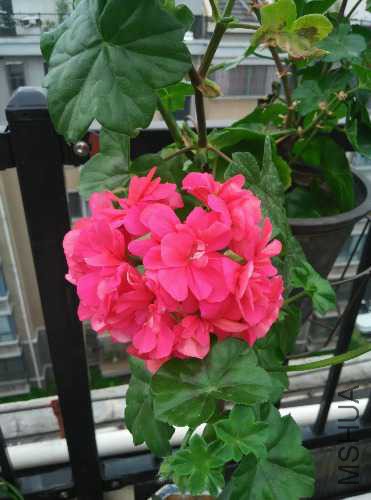 IMG_20150419_072251.jpg