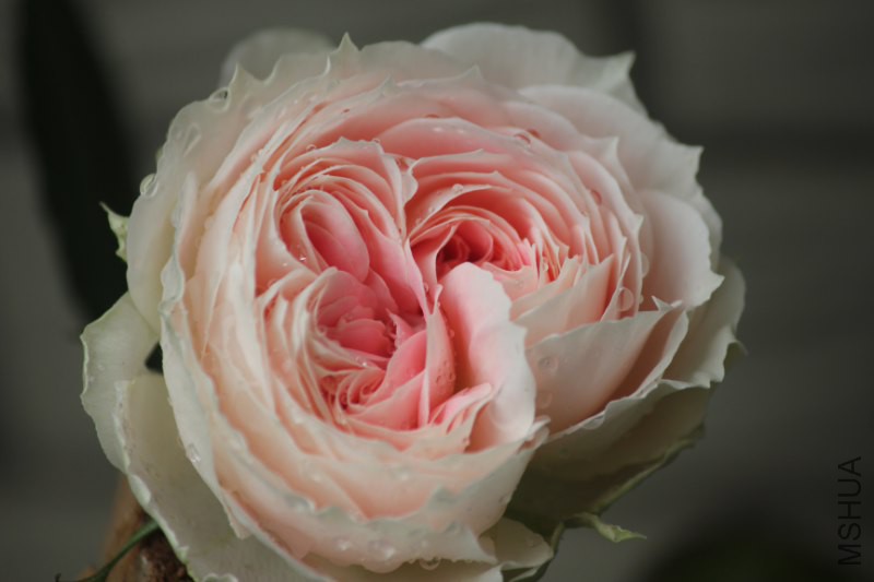 IMG_6618_800x533.JPG