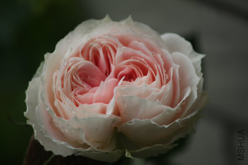 IMG_6622_800x533.JPG