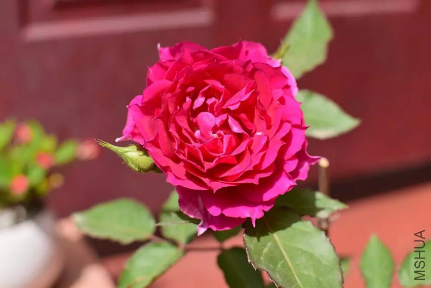 ���ǿŶ�ͷ���췽