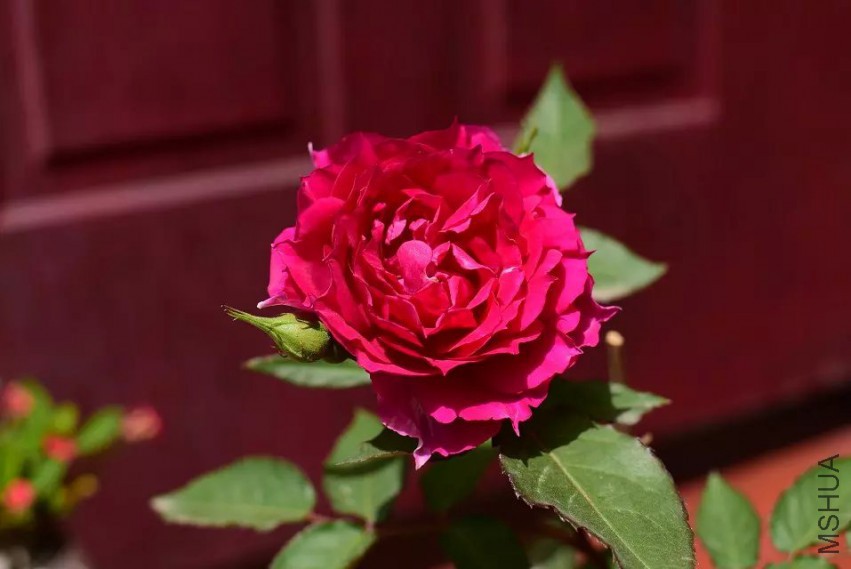 ���ǿŶ�ͷ���췽