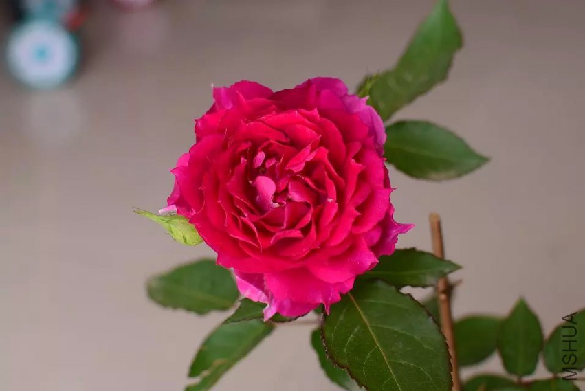 ���ǿŶ�ͷ���췽