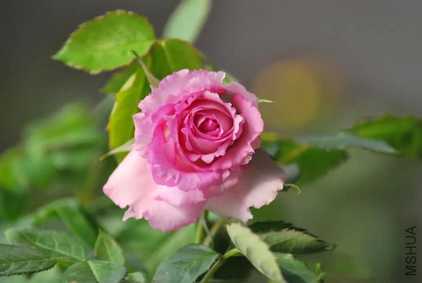 ������������ǿţ����쿪�Ļ�