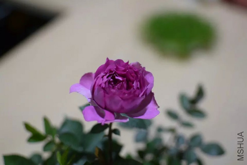 ������������ǿţ����쿪�Ļ��������ĵģ��ɰ�����