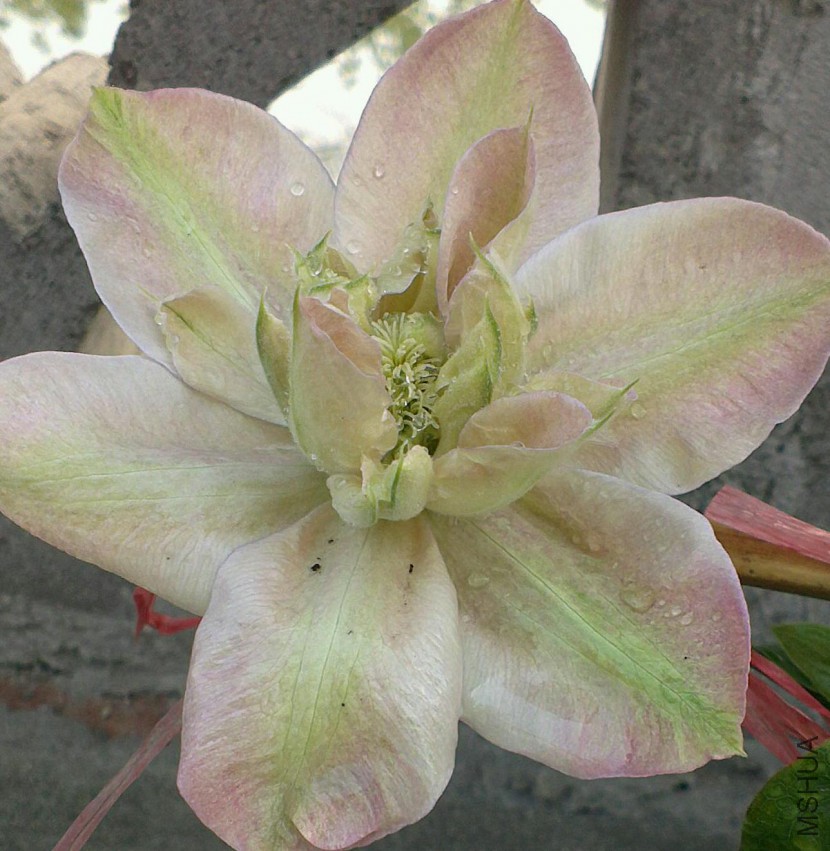 IMAG1036_1_1.jpg