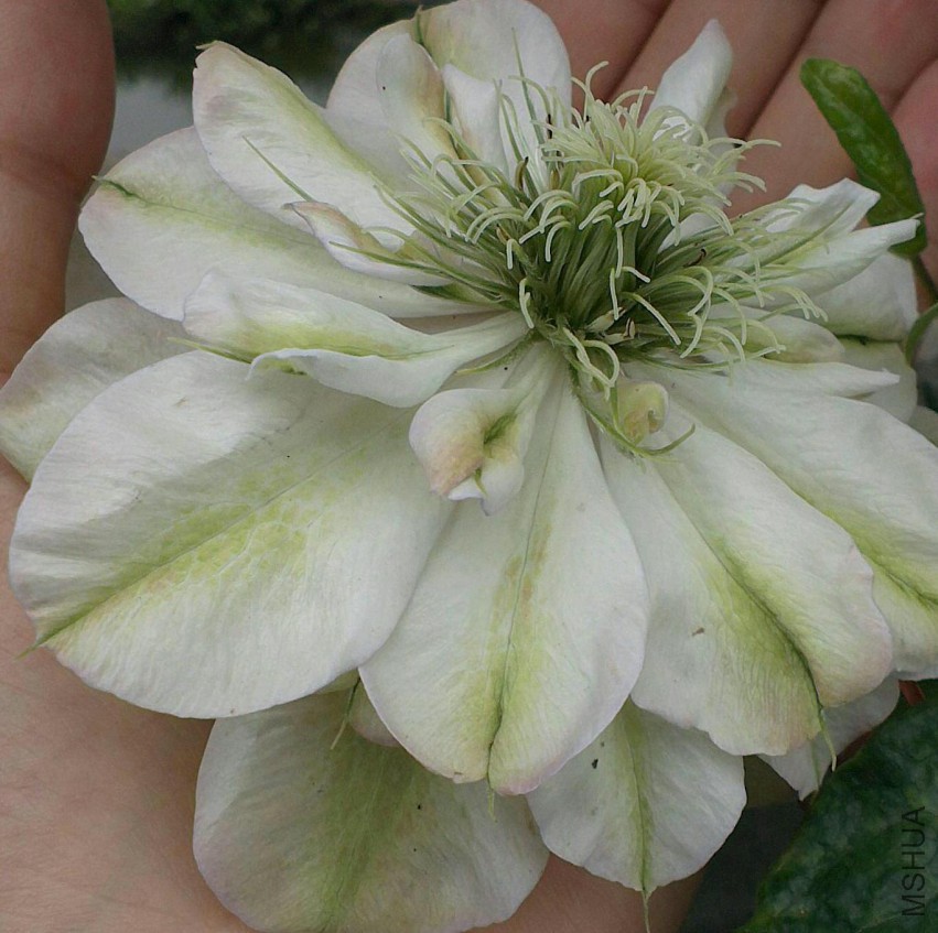 IMAG1077_1_1_1.jpg