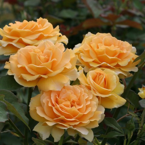 fl421-honey-perfume-3.jpg