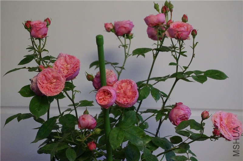 DSC02084.jpg