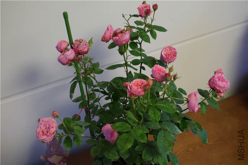 DSC02091.jpg