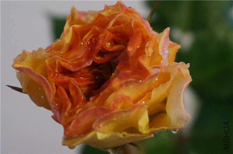 DSC02111.jpg