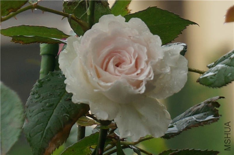 DSC02103.jpg