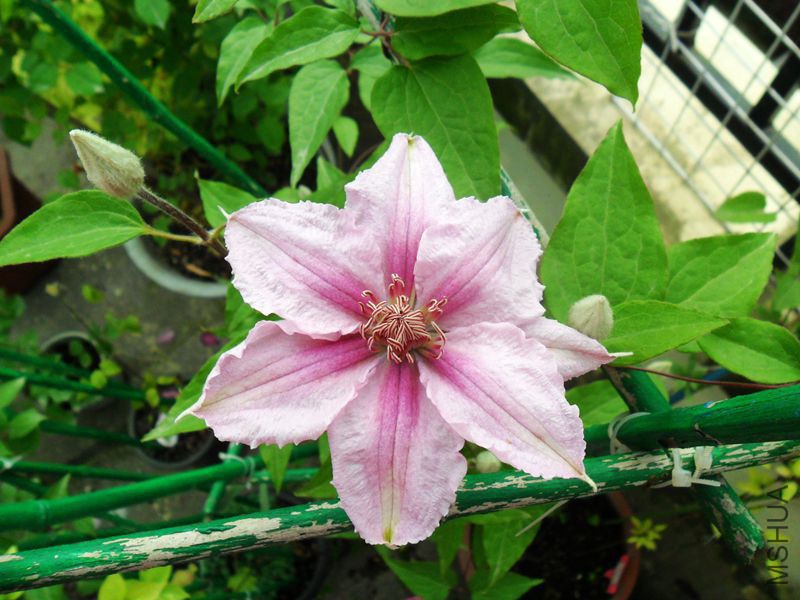 ����ʯ 7.jpg