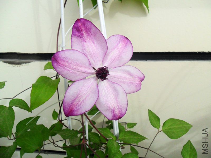 ���û��� 567.jpg