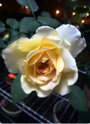 QQ��ͼ20150424143617.png