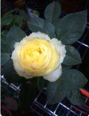 QQ��ͼ20150424143610.png