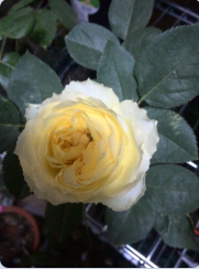 QQ��ͼ20150424143603.png