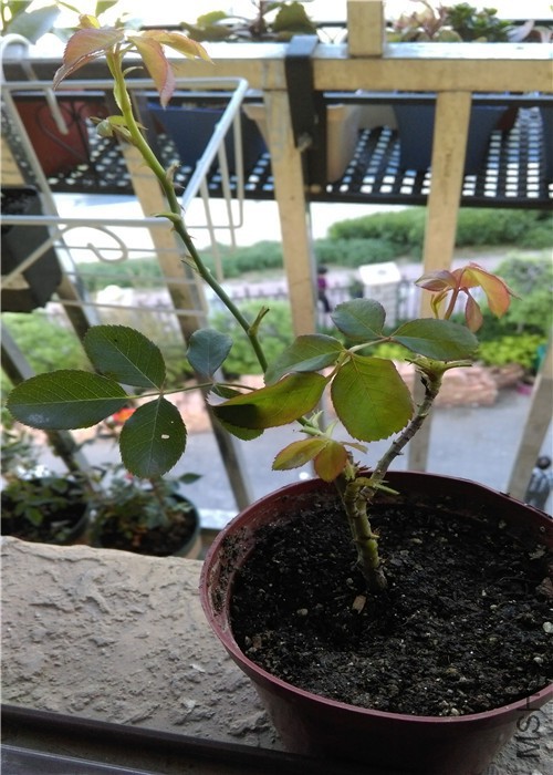 IMAG0485.jpg