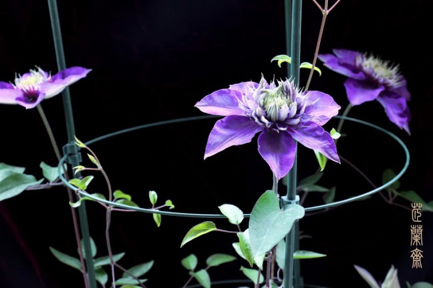 psb.jpg