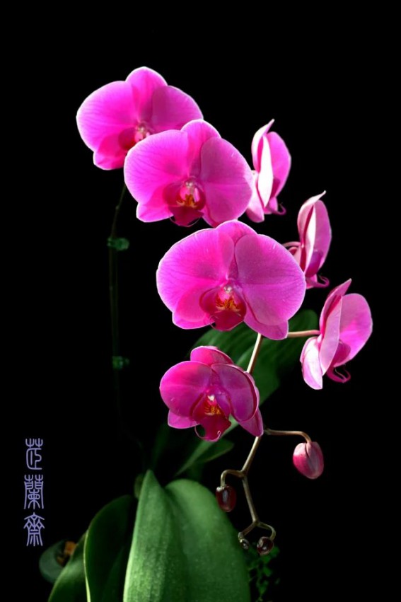 psb (19).jpg