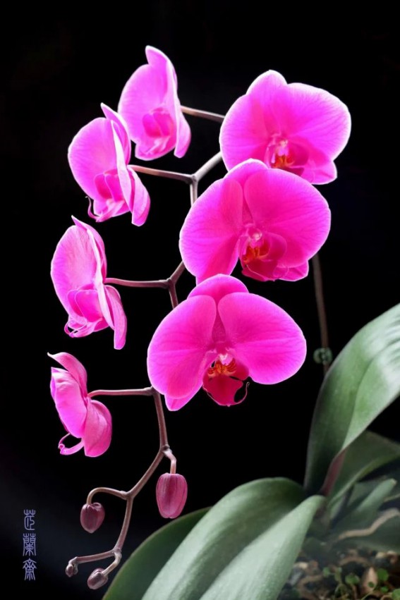 psb (22).jpg