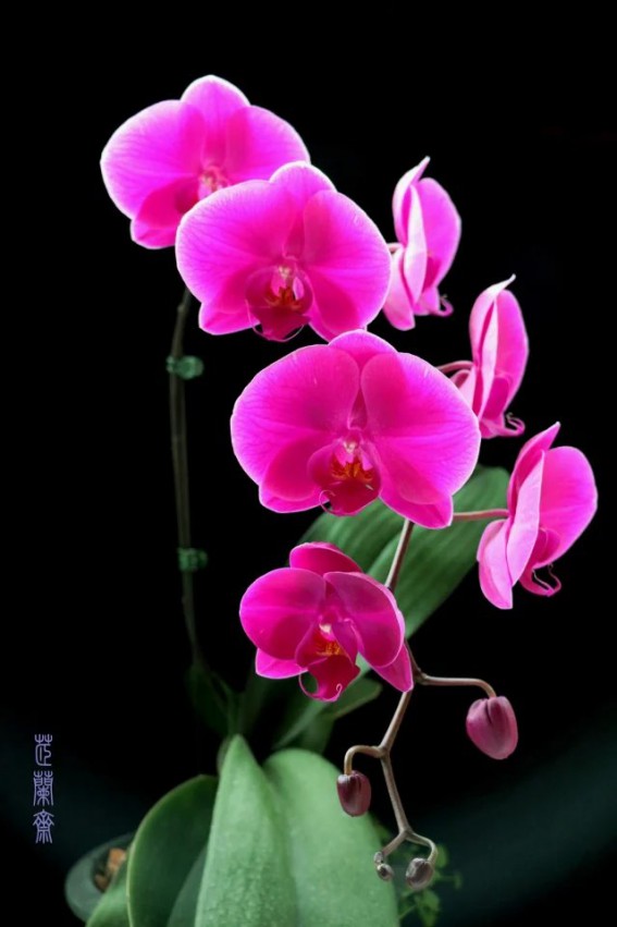psb (21).jpg