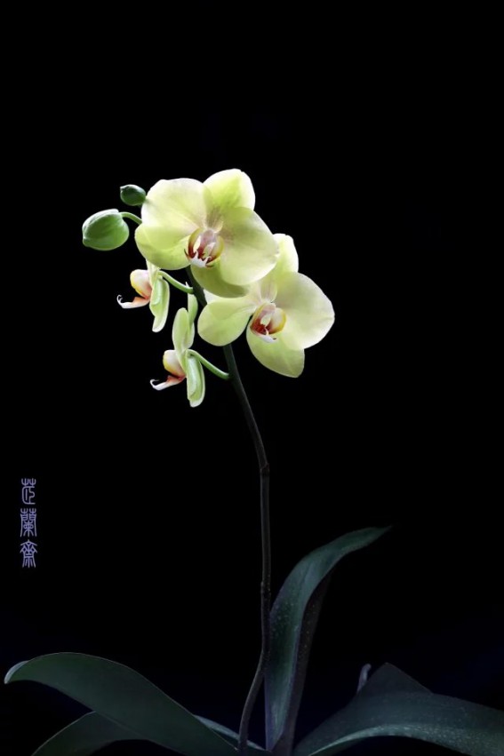 psb (24).jpg