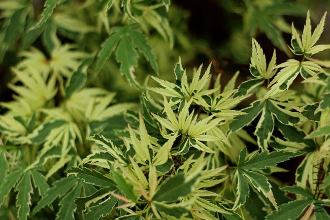 a (6)_����.jpg