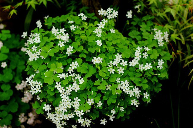 a (7)_����.jpg