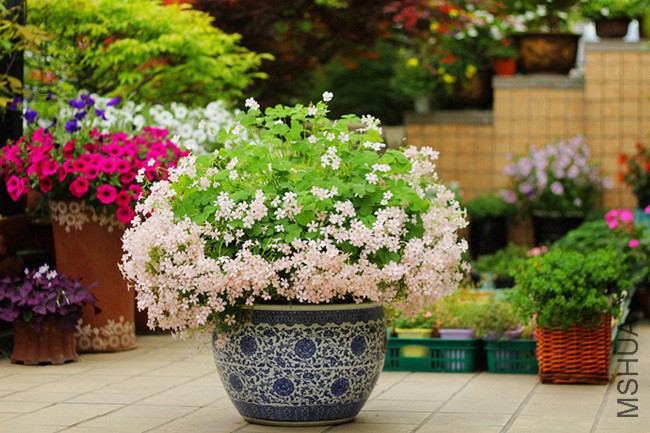 a (8)_����.jpg